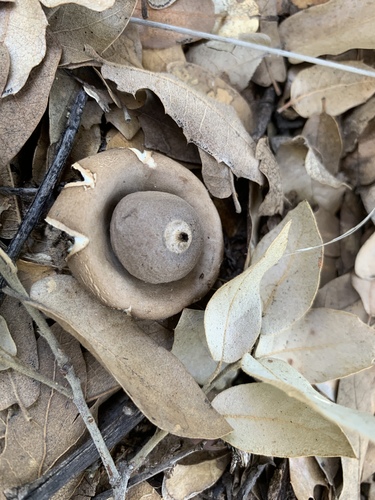 Geastrum