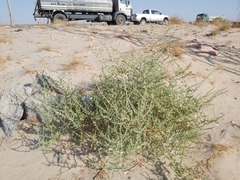 Caroxylon imbricatum