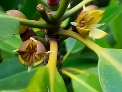 Rhizophora apiculata