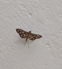 Nausinoe geometralis