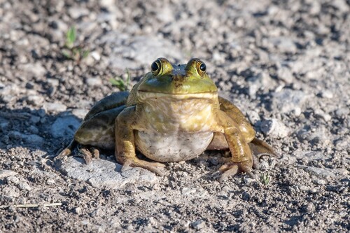 Lithobates catesbeianus
