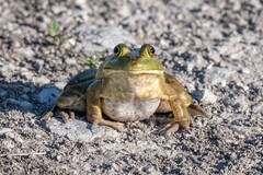 American Bullfrog photo 4