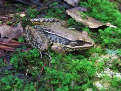 Lithobates pustulosus