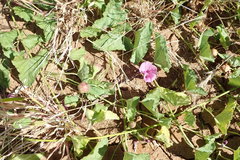 Ipomoea muelleri