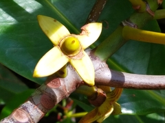 Rhizophora apiculata