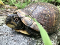Terrapene nelsoni klauberi