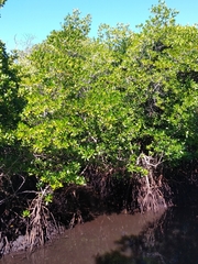 Rhizophora apiculata