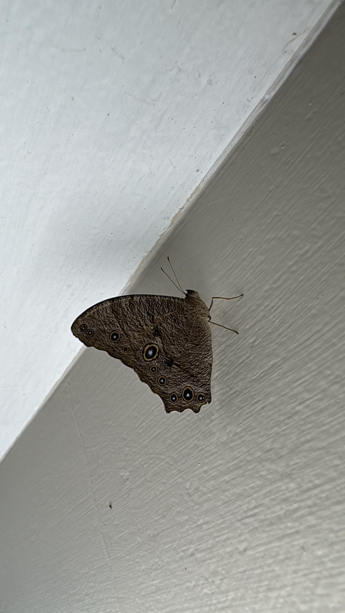 Common Evening Brown