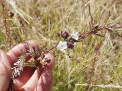 Ipomoea coptica