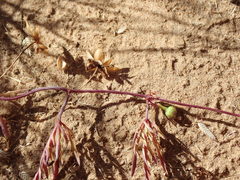 Ipomoea coptica