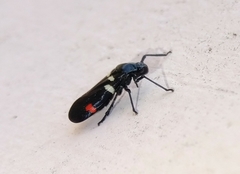 Callitettix versicolor