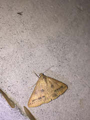 Noctuoidea