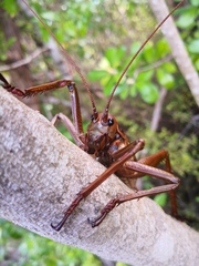 Deinacrida heteracantha