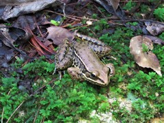Lithobates pustulosus
