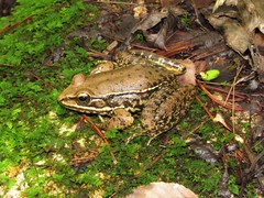 Lithobates pustulosus