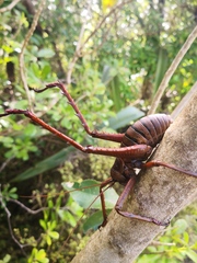 Deinacrida heteracantha