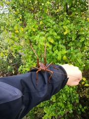 Deinacrida heteracantha