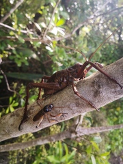 Deinacrida heteracantha