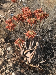 Aloe hereroensis