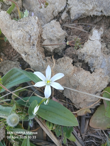 Ornithogalum baeticum