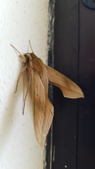 Xylophanes libya