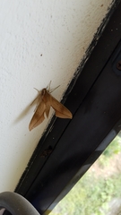 Xylophanes libya