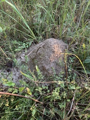 Solenopsis saevissima