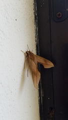Xylophanes libya