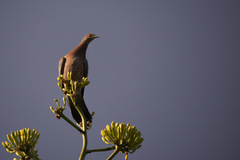 Patagioenas inornata