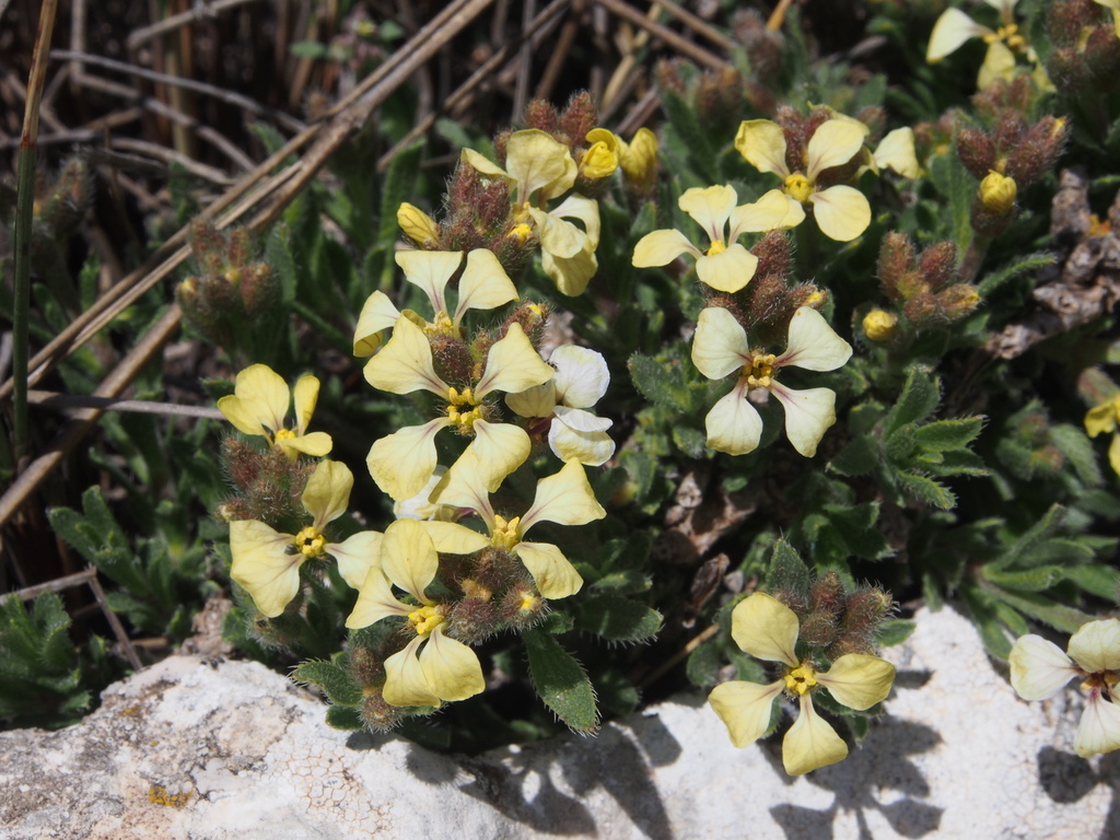Vella castrilensis