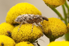 Cyphocleonus dealbatus