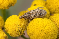 Cyphocleonus dealbatus