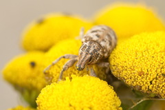 Cyphocleonus dealbatus