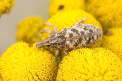 Cyphocleonus dealbatus