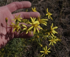 Senecio riddellii