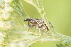 Cyphocleonus dealbatus