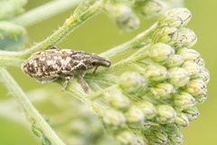 Cyphocleonus dealbatus