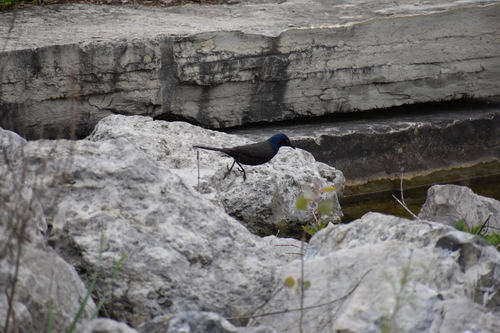 Common Grackle