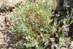 Scaevola parvibarbata