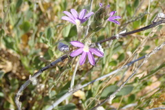 Scaevola parvibarbata