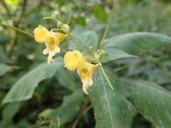 Impatiens edgeworthii