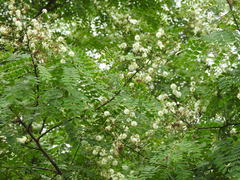 Albizia procera