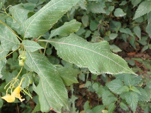 Image of Impatiens edgeworthii by (c) Alexis Tinker-Tsavalas, some rights reserved (CC BY)