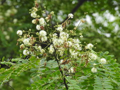 Albizia procera