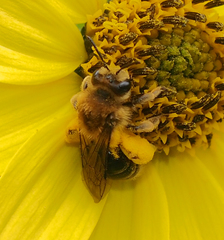 Andrena helianthi