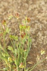 Juncus ranarius