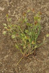 Juncus ranarius