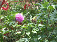 Dahlia pinnata