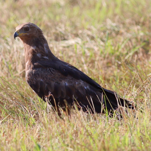 Águila pomerana (Clanga pomarina)