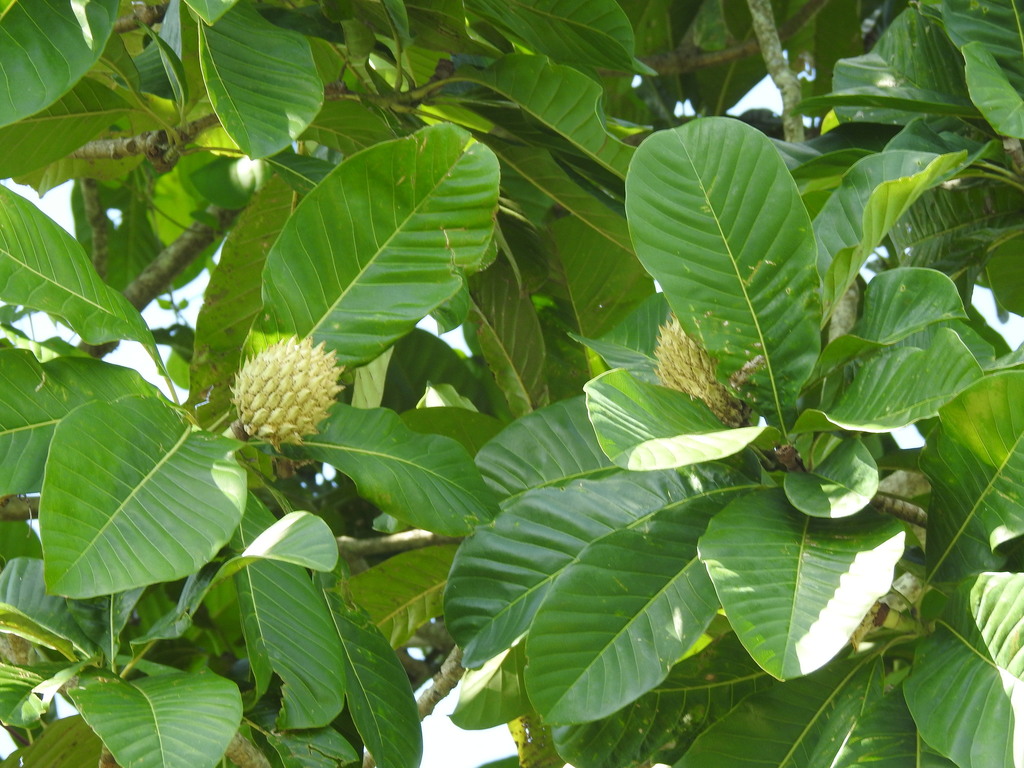 Magnolia hodgsonii
